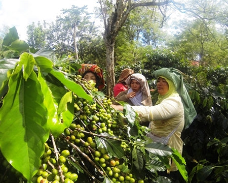 Sumatra Double Picked Grade 1 - 30791 - GrainPro Bags - SPOT SHANGHAI