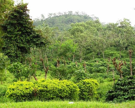 JAVA ORGANIC KAYUMAS TAMAN DADAR WET HULLED - 28981-1 - GrainPro Bags - SPOT COSEATAC