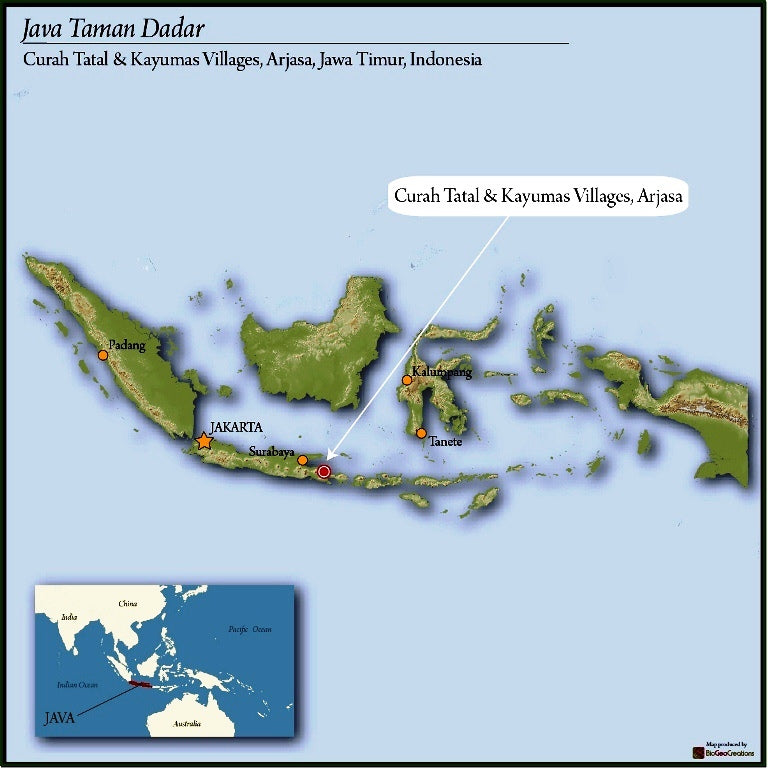 JAVA ORGANIC KAYUMAS TAMAN DADAR WET HULLED - 28981-1 - GrainPro Bags - SPOT COSEATAC