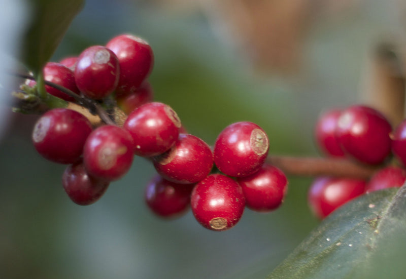 Tanzania Peaberry - 34883 - GrainPro Bags - SPOT RCWHSE