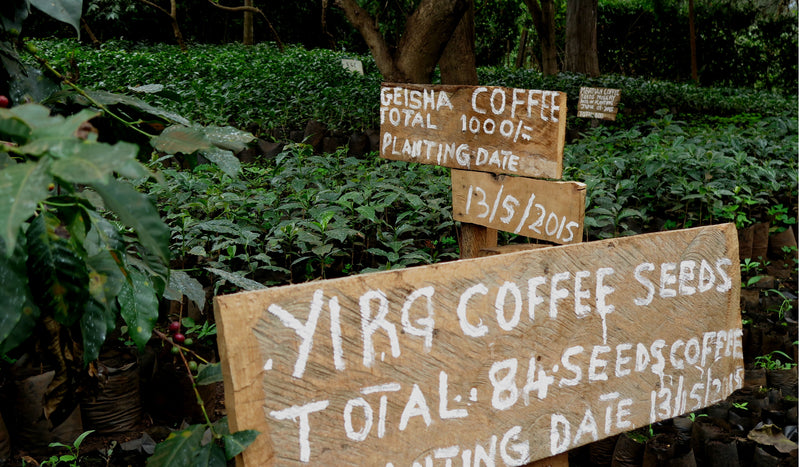 Tanzania Ngorongoro Finagro Ethiopia Variety  - 35074 - Agroz Bags - SPOT SHANGHAI