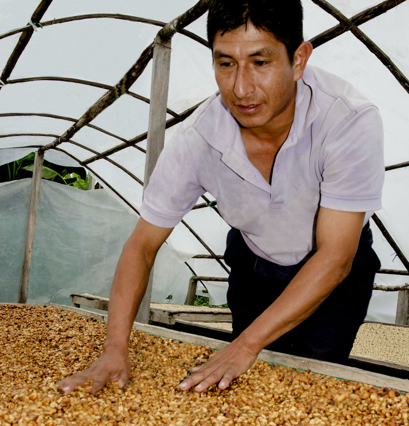 Peru Satipo Finca Tasta - 28943-2 - GrainPro Bags - SPOT RCWHSE