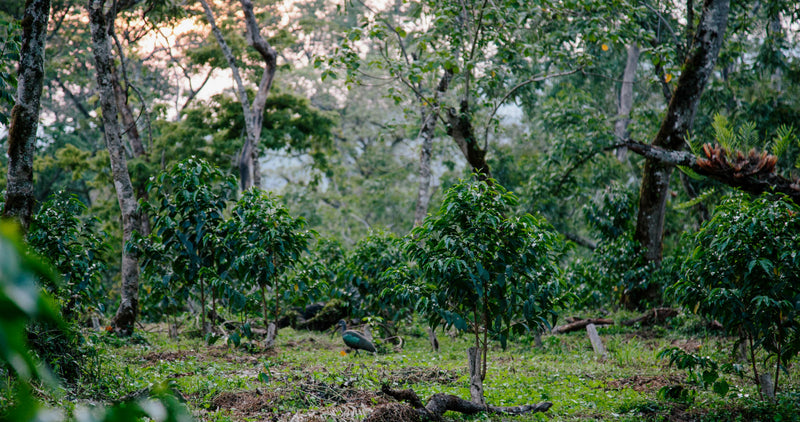Ethiopia Kaffa 2 Washed - 36194 - GrainPro Bags - SPOT SHANGHAI
