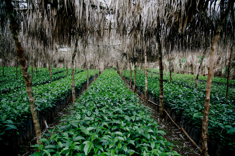 Ethiopia Kaffa 3 Natural - 36980 - Ecotact Bags - SPOT SHANGHAI