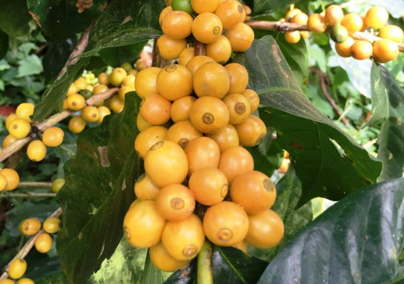 NICARAGUA ORGANIC GRUPO EDEN FINCA TERMOPILAS - *50275* - 23656 - Ecotact Bags - SPOT RCWHSE