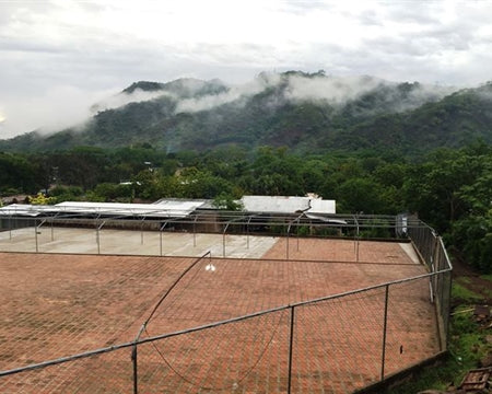 NICARAGUA ORGANIC GRUPO EDEN FINCA TERMOPILAS - *50275* - 23656 - Ecotact Bags - SPOT RCWHSE