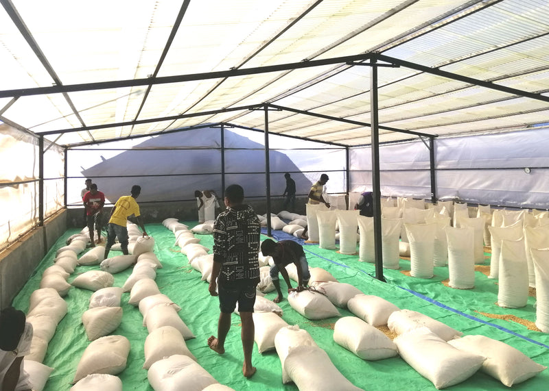 TIMOR LESTE FARMGATE ORGANIC ERMERA KOLKOLI - 30311 - 30.0 kg GrainPro Bags - SPOT RCWHSE