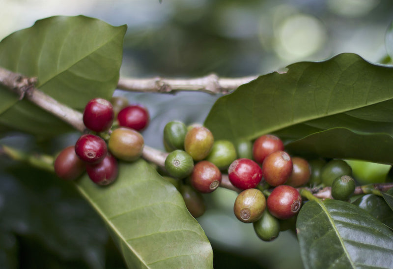 TIMOR LESTE FARMGATE ORGANIC ERMERA KOLKOLI - 30311 - 30.0 kg GrainPro Bags - SPOT RCWHSE