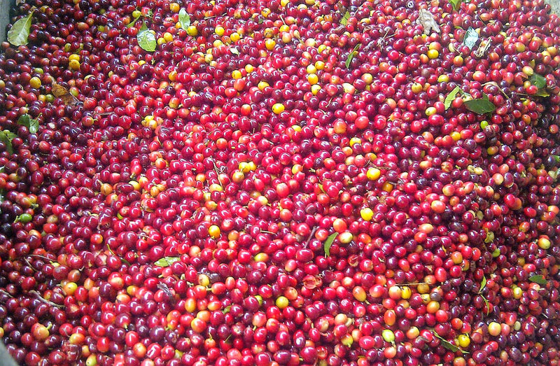 Colombia Huila Alma Negra - *51456* - 25715 - GrainPro Bags - SPOT RCWHSE
