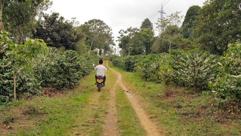 Colombia Huila Alma Negra - *51456* - 25715 - GrainPro Bags - SPOT COSEATAC