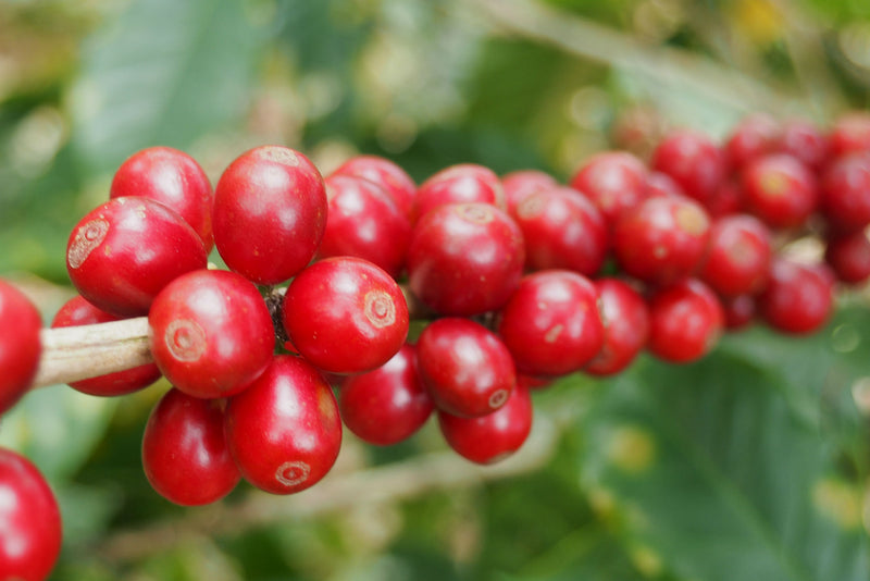 UGANDA ORGANIC RFA-IP BUGISU - 30096-1 - SPOT RCWHSE
