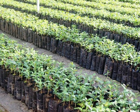 Decaf Peru Vida Alta Royal Select Water Process - *51564* - 27693-4 - SPOT DUPUYHOU