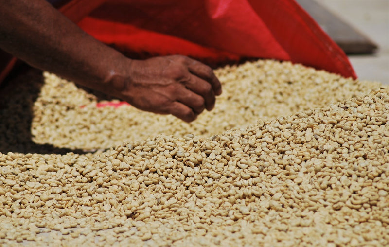 Colombia Huila Villa Fatima AA - *51422* - 24962 - GrainPro Bags - SPOT RCWHSE
