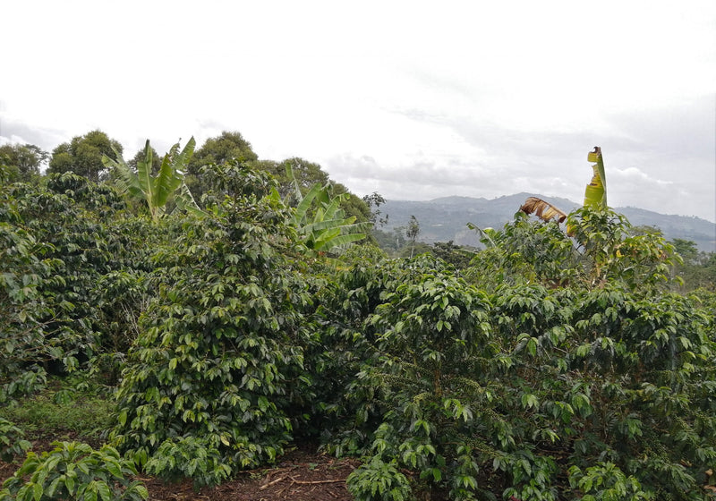 Colombia Huila Villa Fatima AA - *51422* - 24962 - GrainPro Bags - SPOT RCWHSE