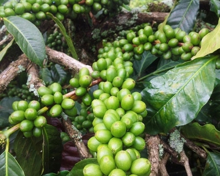 INDIA ORGANIC ROBUSTA CHERRY AA - 30216 - SPOT COSEATAC