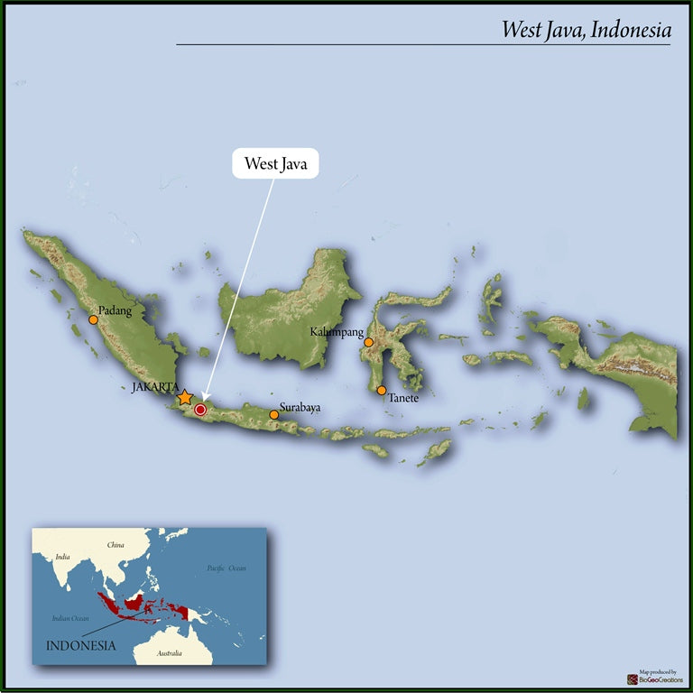 Java Robusta Cherry - 38169 - GrainPro Bags - SPOT RCWHSE