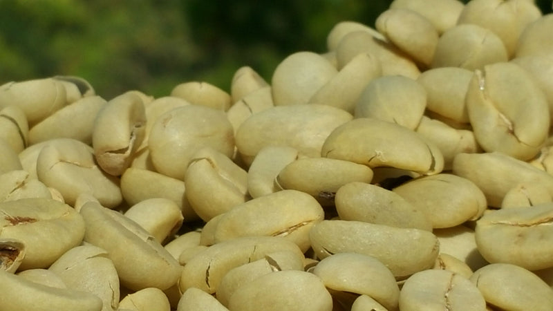 Kenya Nyeri Kiaguthu Peaberry - 17TY0003 - 36862 - GrainPro Bags - SPOT RCWHSE
