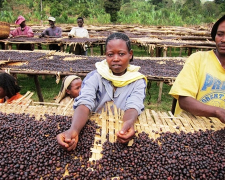 ETHIOPIA YIRGACHEFFE 1 NATURAL ORGANIC BANKO TATATU BIRHANU WOTE - 28197-3 - GrainPro Bags - SPOT DUPUYHOU