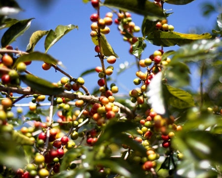Ethiopia Yirgacheffe 2 Washed Aramo - Lot 2 *50289* - 25500 - GrainPro Bags - SPOT RCWHSE